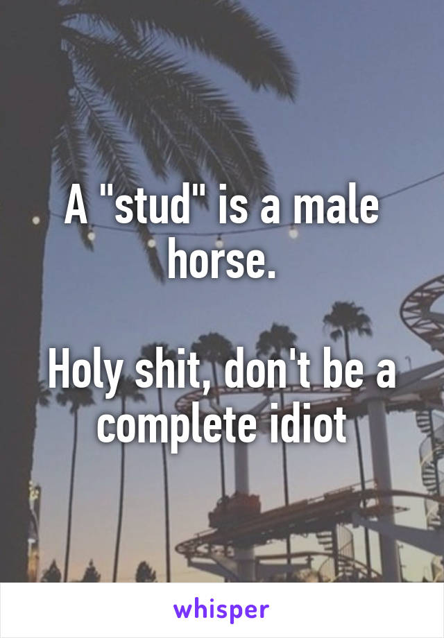 A "stud" is a male horse.

Holy shit, don't be a complete idiot