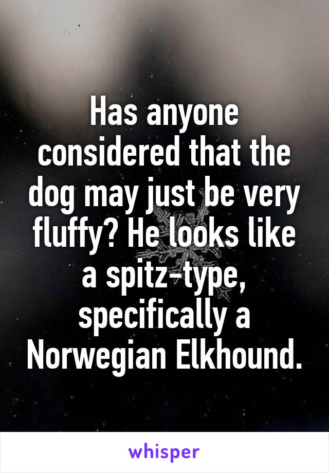 Has anyone considered that the dog may just be very fluffy? He looks like a spitz-type, specifically a Norwegian Elkhound.