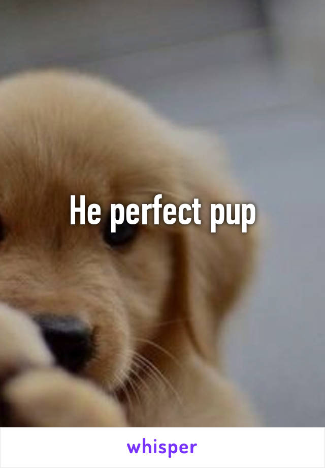 He perfect pup
