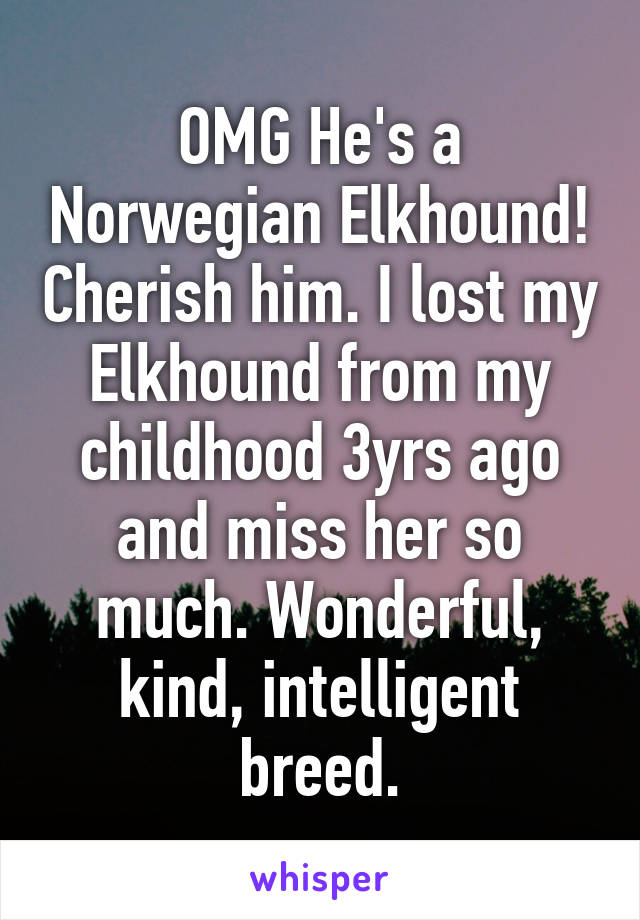 OMG He's a Norwegian Elkhound! Cherish him. I lost my Elkhound from my childhood 3yrs ago and miss her so much. Wonderful, kind, intelligent breed.