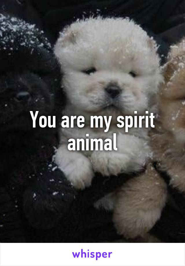 You are my spirit animal