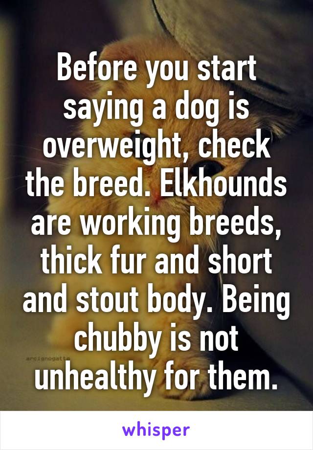 Before you start saying a dog is overweight, check the breed. Elkhounds are working breeds, thick fur and short and stout body. Being chubby is not unhealthy for them.