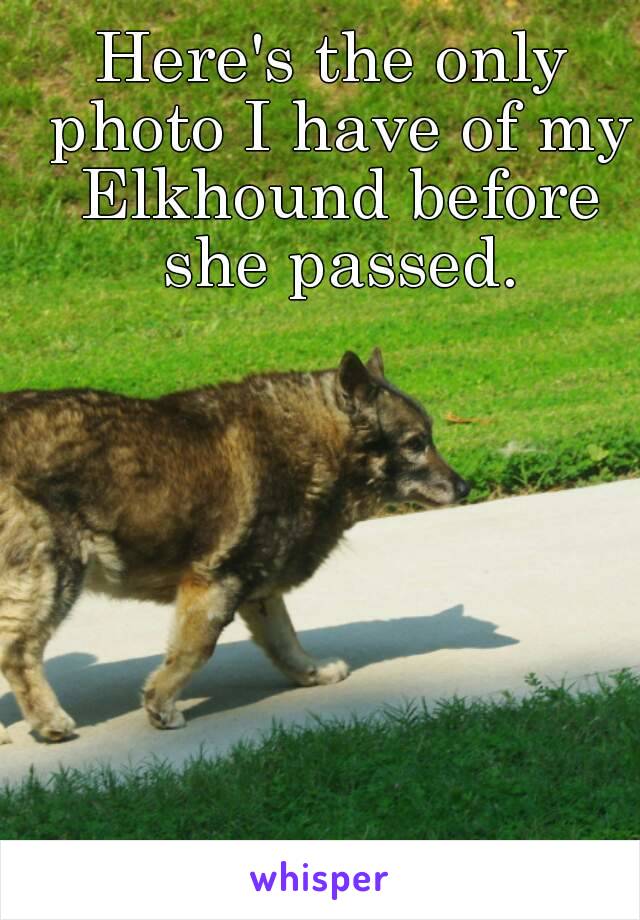 Here's the only photo I have of my Elkhound before she passed.