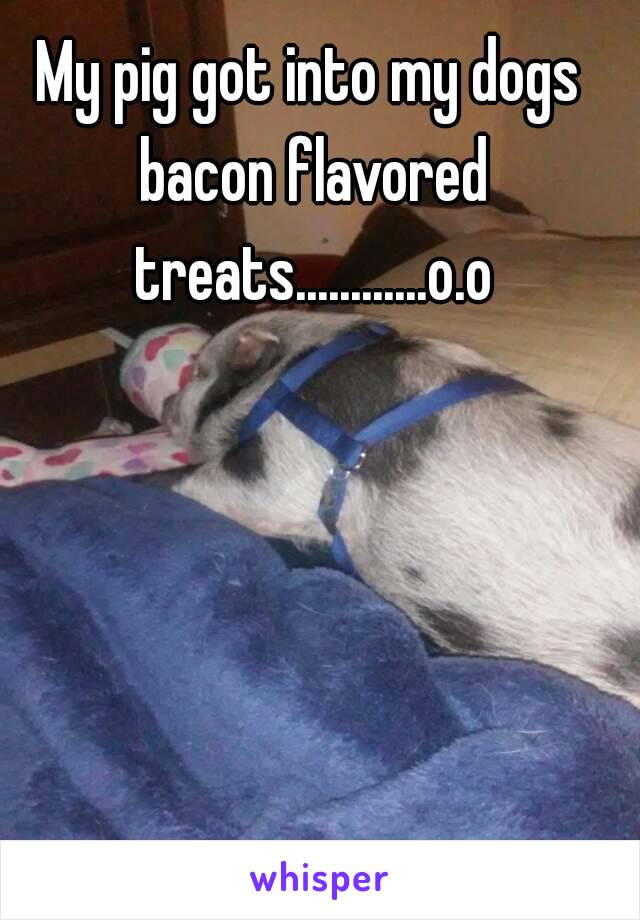 My pig got into my dogs bacon flavored treats............o.o