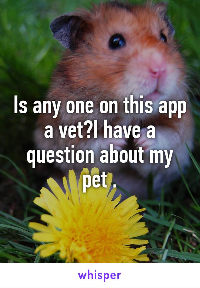 Is any one on this app a vet?I have a question about my pet .