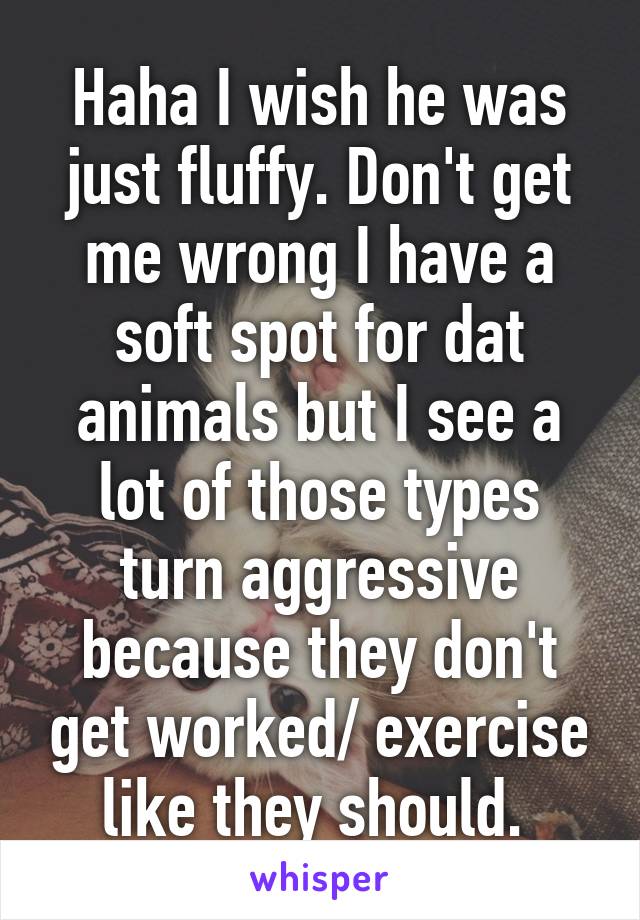 Haha I wish he was just fluffy. Don't get me wrong I have a soft spot for dat animals but I see a lot of those types turn aggressive because they don't get worked/ exercise like they should. 