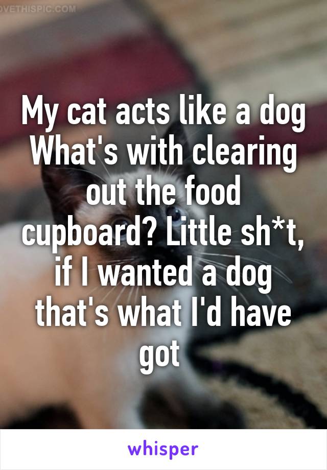 My cat acts like a dog
What's with clearing out the food cupboard? Little sh*t, if I wanted a dog that's what I'd have got 