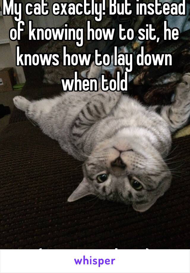 My cat exactly! But instead of knowing how to sit, he knows how to lay down when told 






(My cat in photo) 