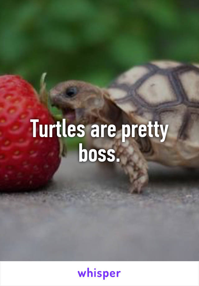 Turtles are pretty boss.