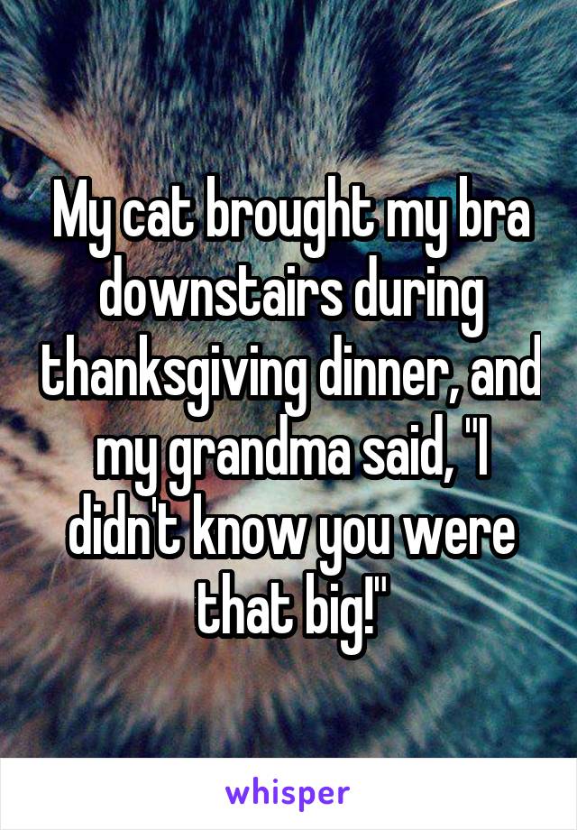 My cat brought my bra downstairs during thanksgiving dinner, and my grandma said, "I didn't know you were that big!"
