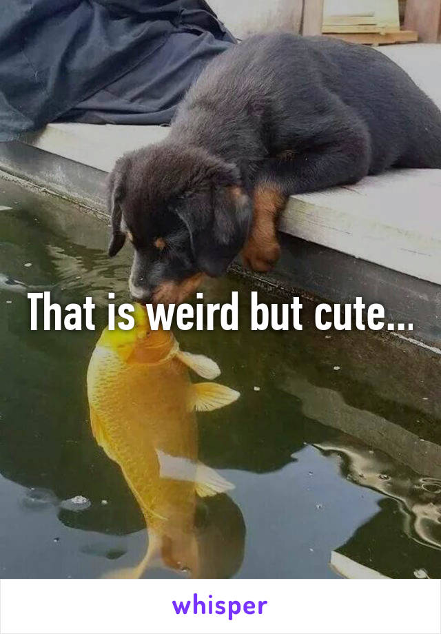 That is weird but cute...