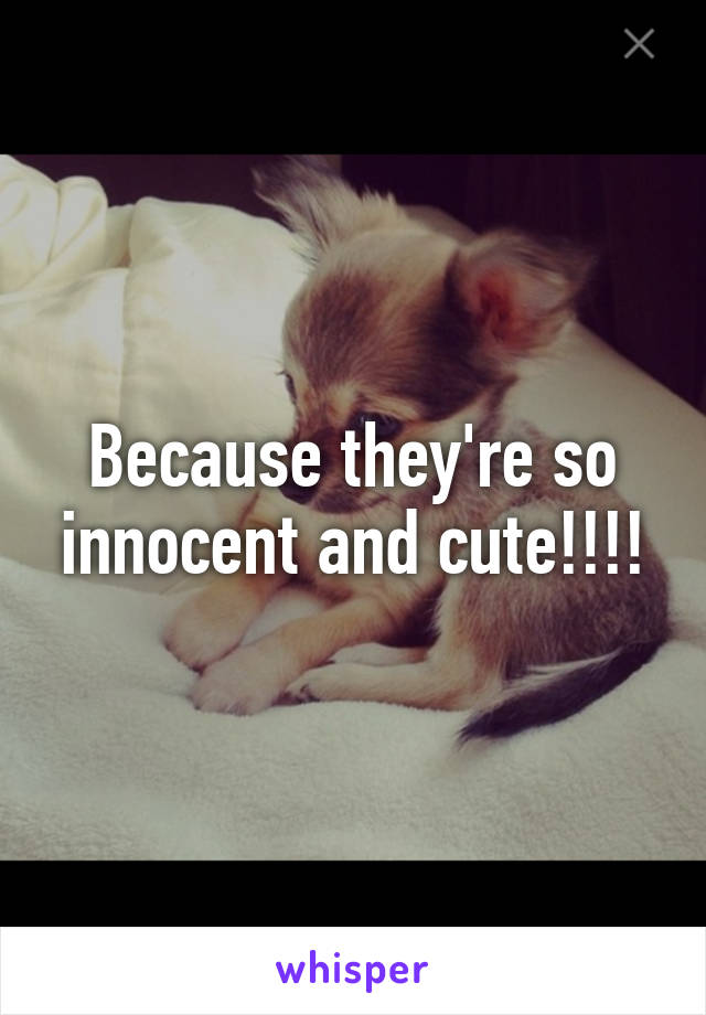 Because they're so innocent and cute!!!!