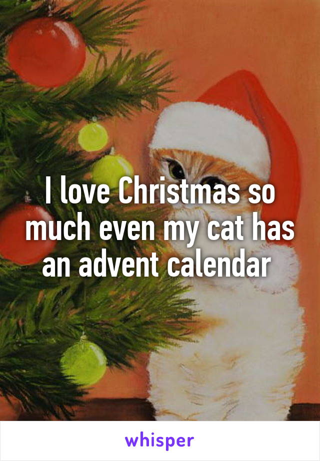 I love Christmas so much even my cat has an advent calendar 