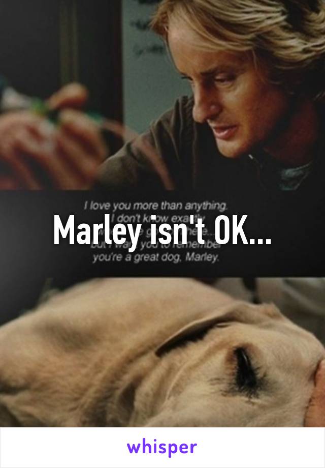 Marley isn't OK...