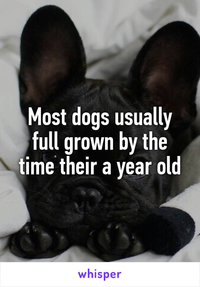 Most dogs usually full grown by the time their a year old