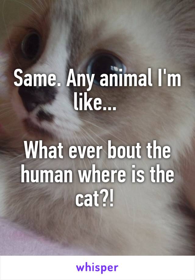 Same. Any animal I'm like... 

What ever bout the human where is the cat?! 