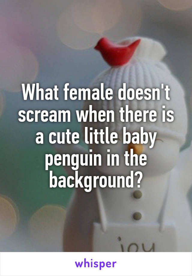 What female doesn't scream when there is a cute little baby penguin in the background?