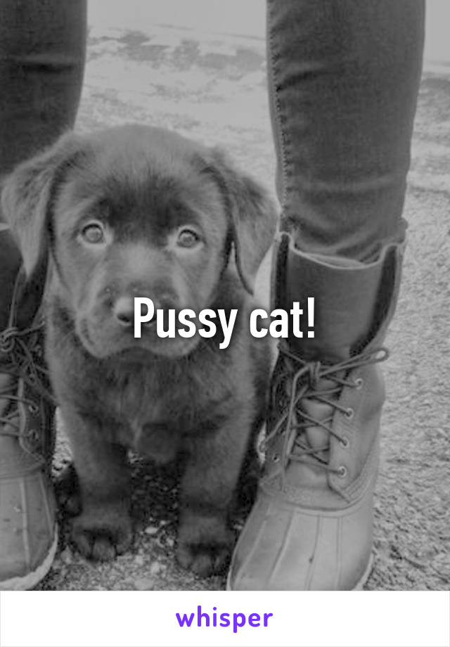 Pussy cat!