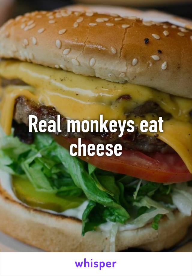 Real monkeys eat cheese