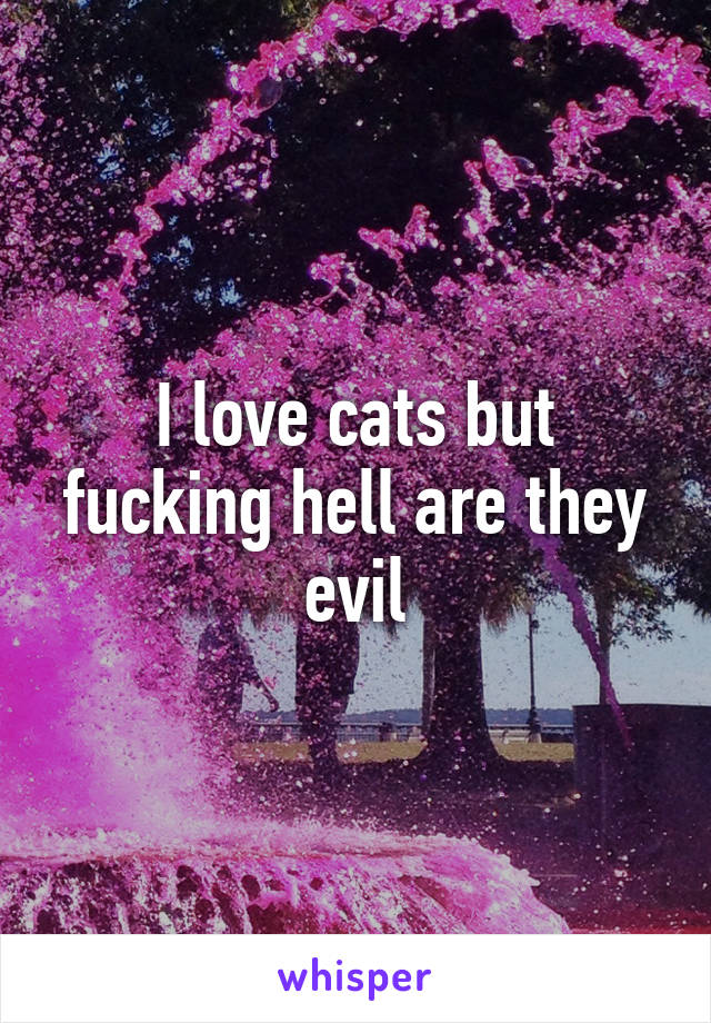 I love cats but fucking hell are they evil