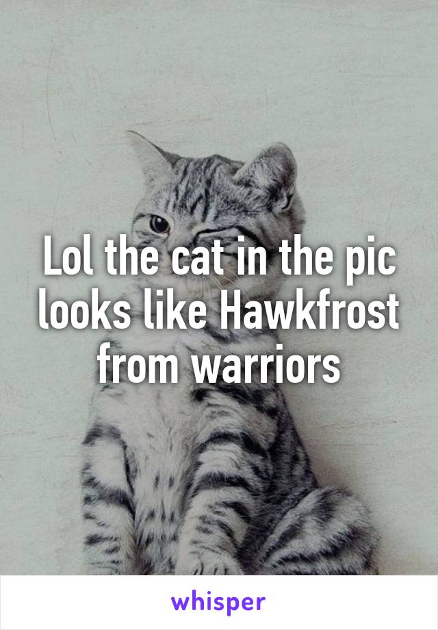 Lol the cat in the pic looks like Hawkfrost from warriors