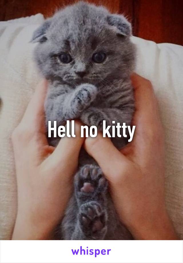 Hell no kitty