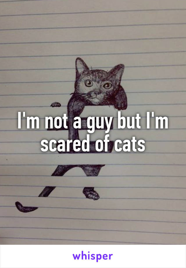 I'm not a guy but I'm scared of cats