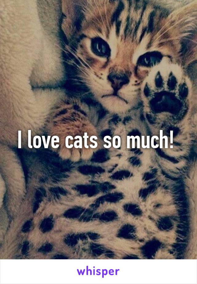 I love cats so much! 