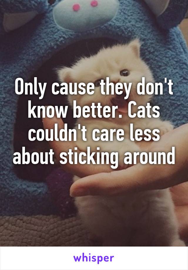 Only cause they don't know better. Cats couldn't care less about sticking around 