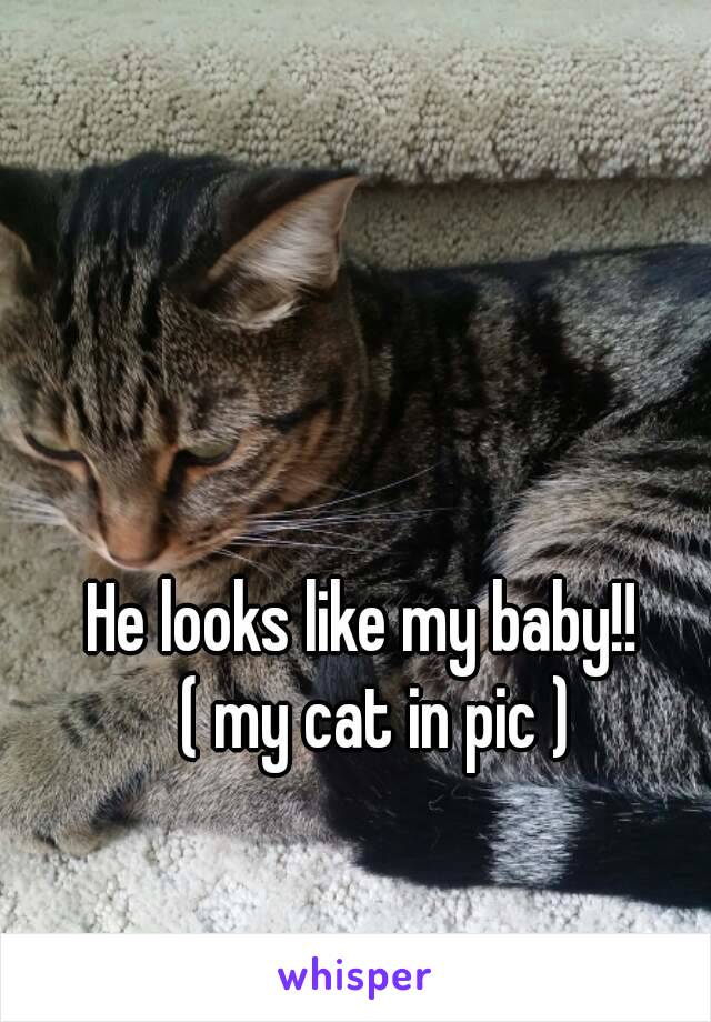 He looks like my baby!!
  ( my cat in pic )