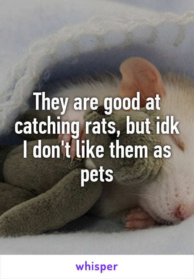 They are good at catching rats, but idk I don't like them as pets