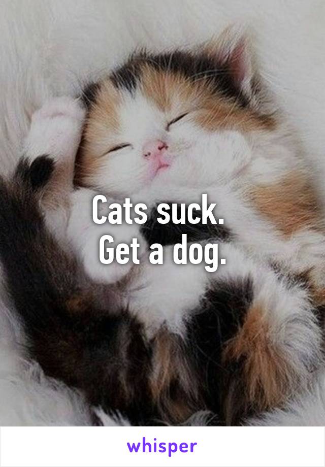 Cats suck. 
Get a dog.