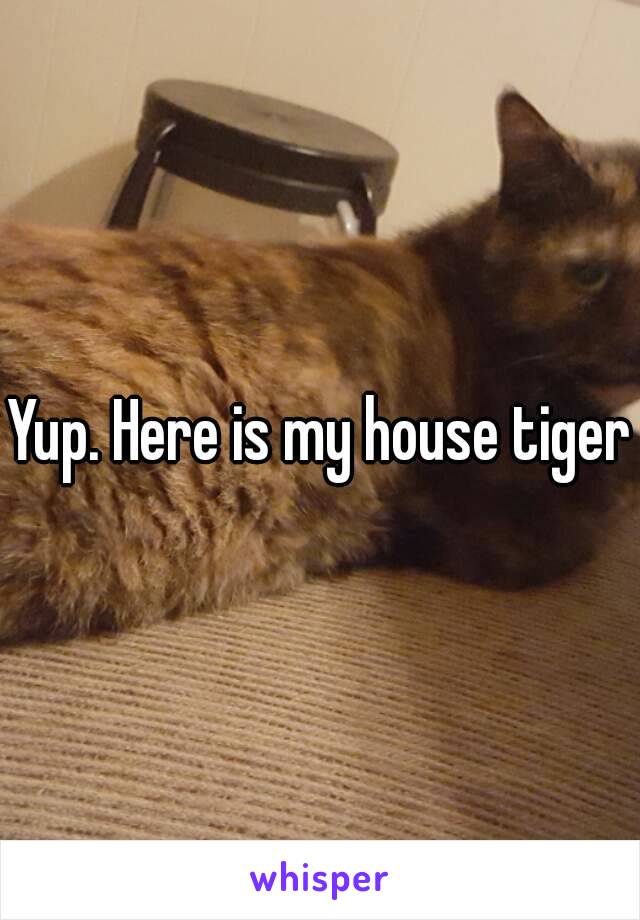 Yup. Here is my house tiger