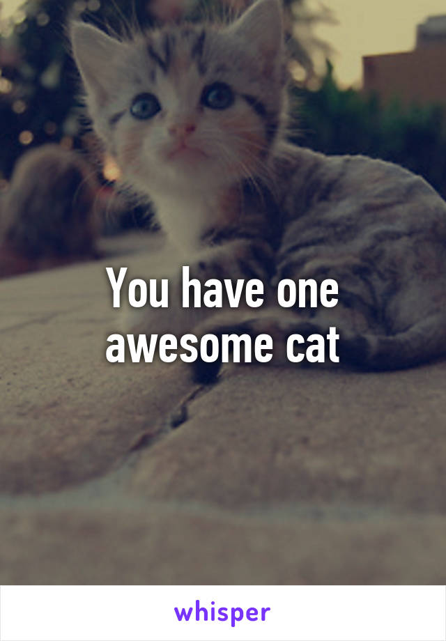 You have one awesome cat