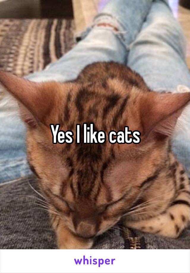 Yes I like cats 