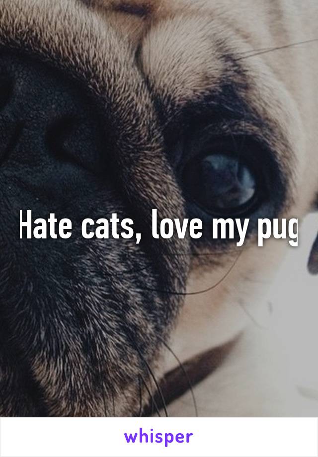 Hate cats, love my pug