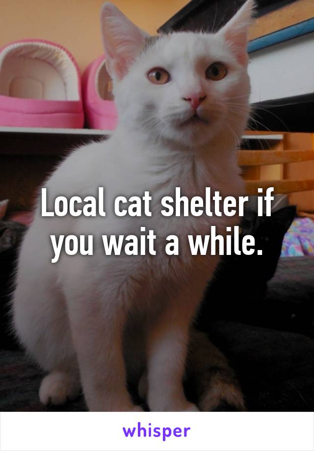 Local cat shelter if you wait a while.