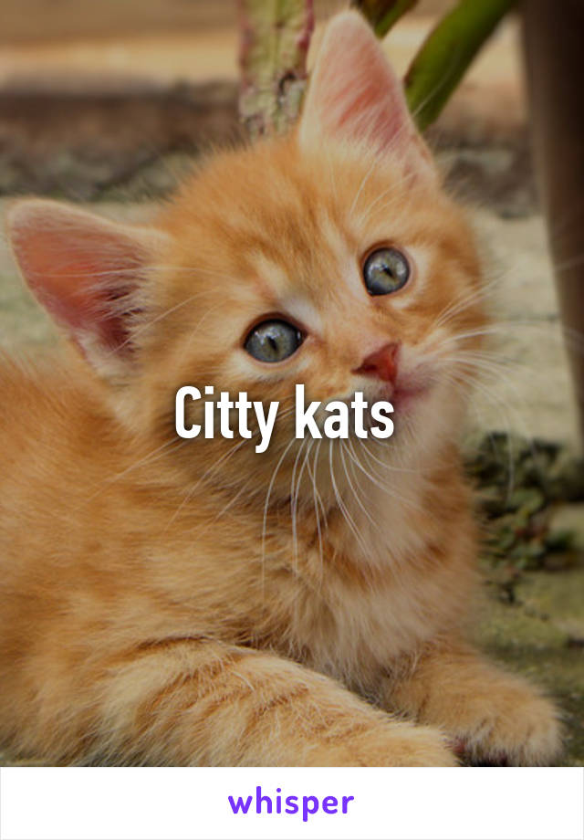 Citty kats 