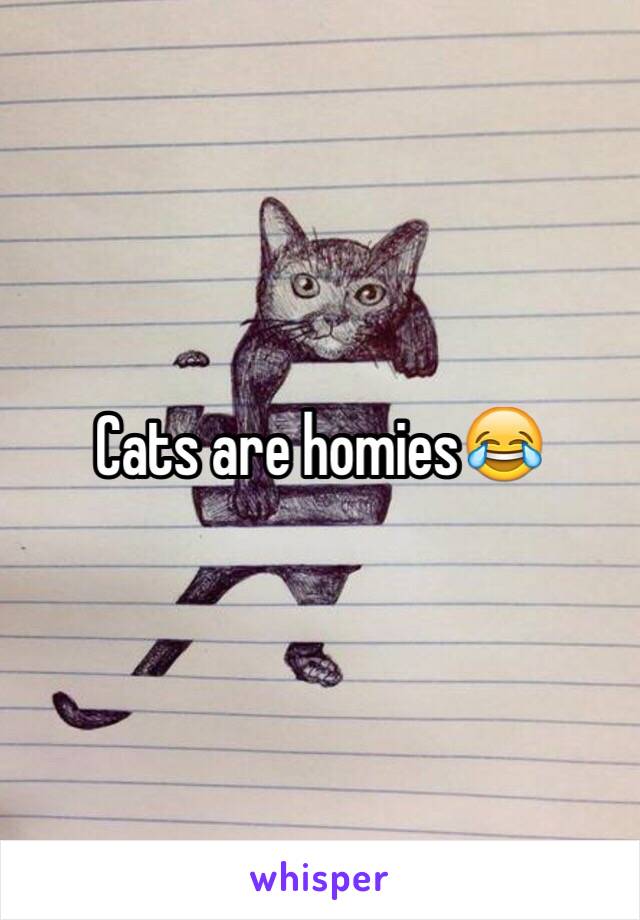 Cats are homies😂