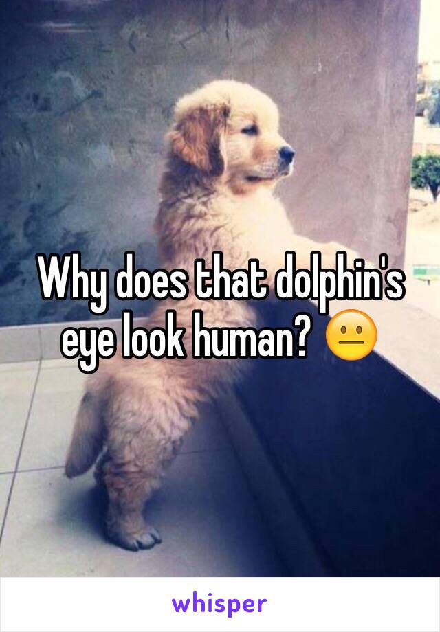 Why does that dolphin's eye look human? 😐