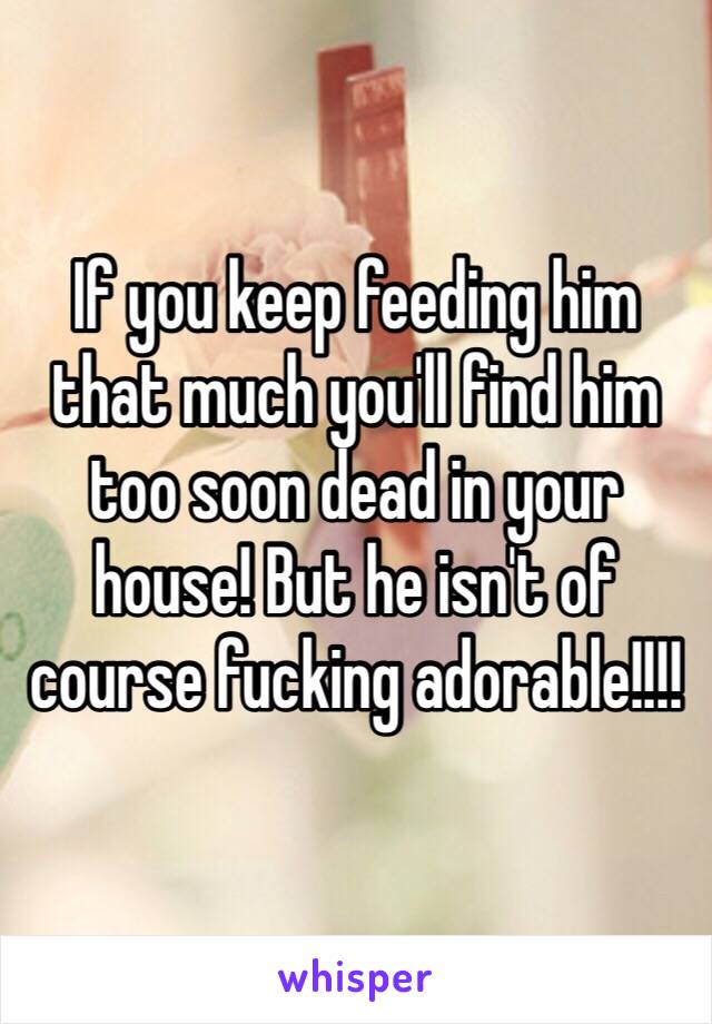 If you keep feeding him that much you'll find him too soon dead in your house! But he isn't of course fucking adorable!!!!