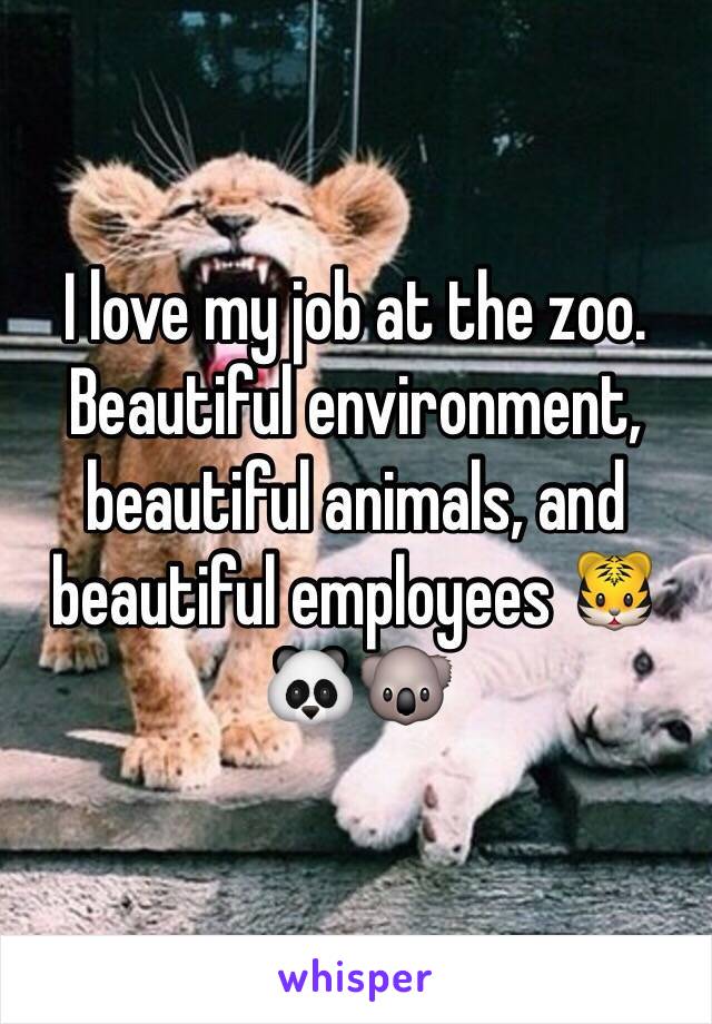 I love my job at the zoo. Beautiful environment, beautiful animals, and beautiful employees 🐯🐼🐨