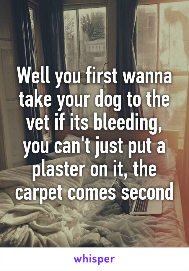 Well you first wanna take your dog to the vet if its bleeding, you can't just put a plaster on it, the carpet comes second
