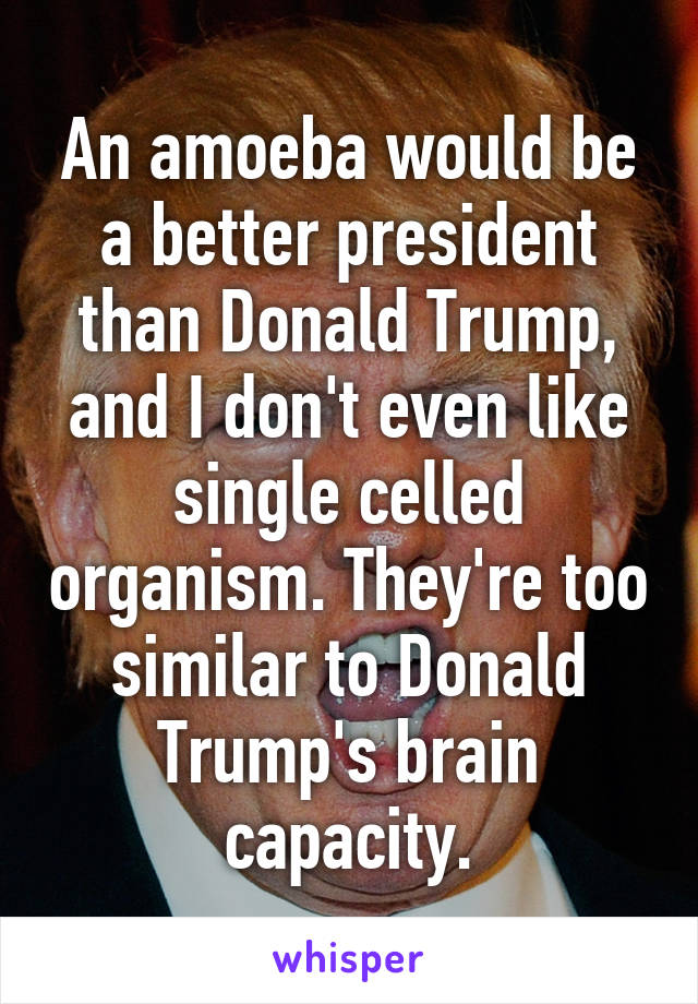 An amoeba would be a better president than Donald Trump, and I don't even like single celled organism. They're too similar to Donald Trump's brain capacity.