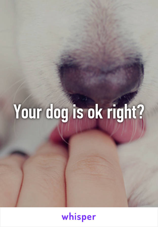 Your dog is ok right?