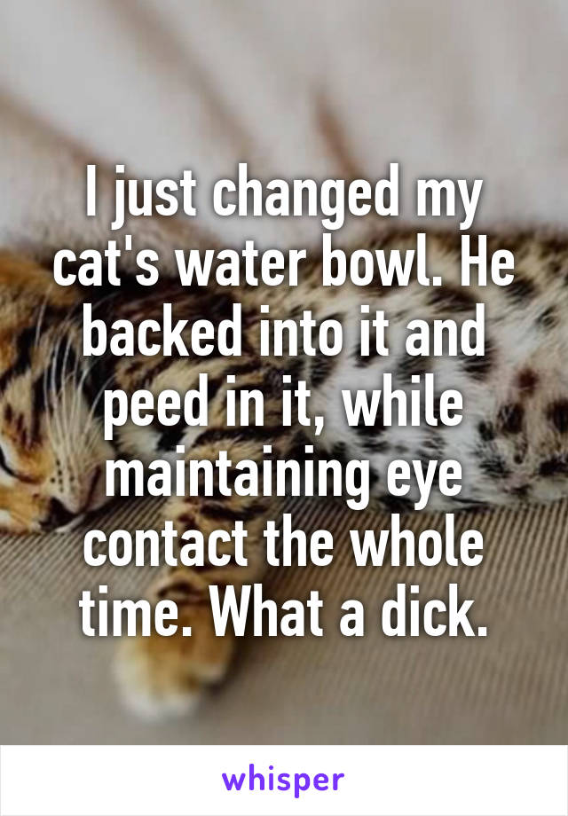 I just changed my cat's water bowl. He backed into it and peed in it, while maintaining eye contact the whole time. What a dick.