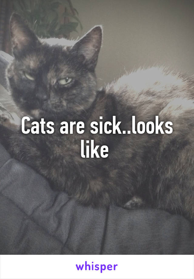 Cats are sick..looks like 