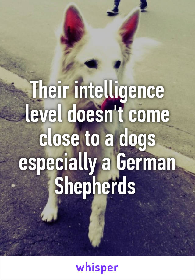 Their intelligence level doesn't come close to a dogs especially a German Shepherds 