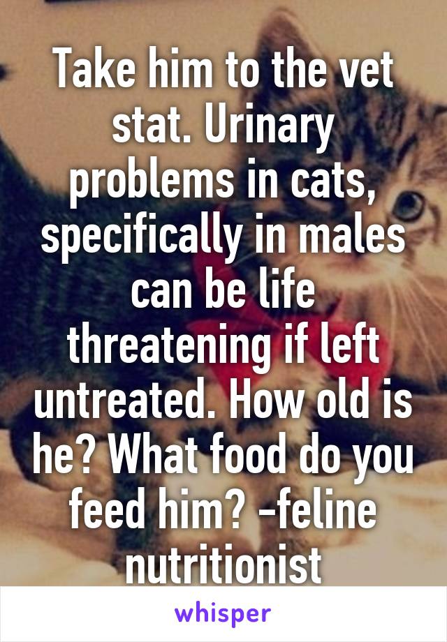 Take him to the vet stat. Urinary problems in cats, specifically in males can be life threatening if left untreated. How old is he? What food do you feed him? -feline nutritionist
