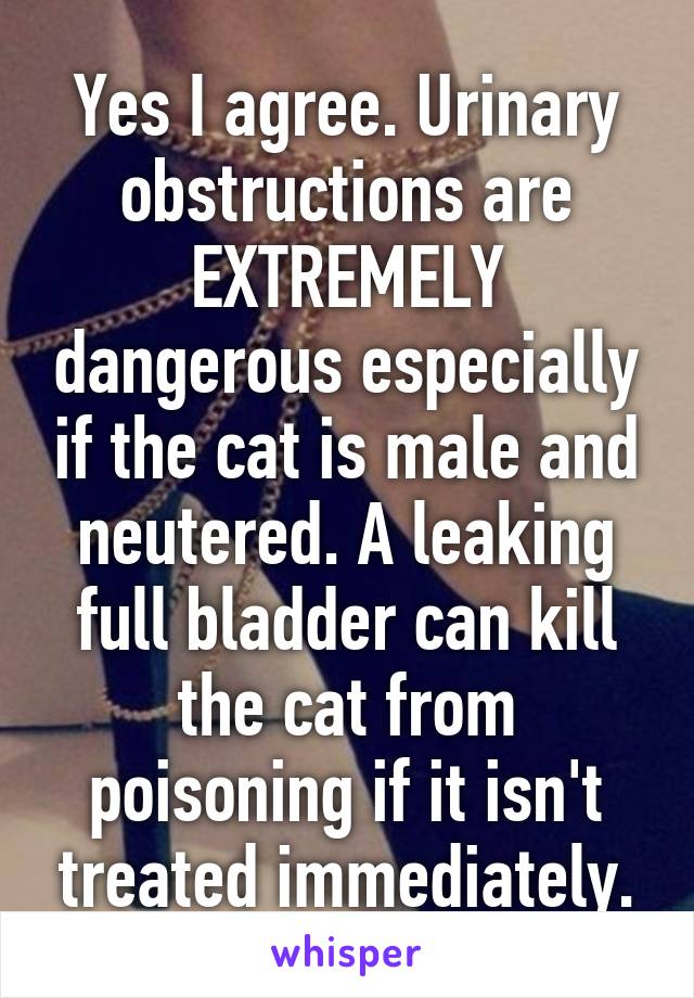 Yes I agree. Urinary obstructions are EXTREMELY dangerous especially if the cat is male and neutered. A leaking full bladder can kill the cat from poisoning if it isn't treated immediately.